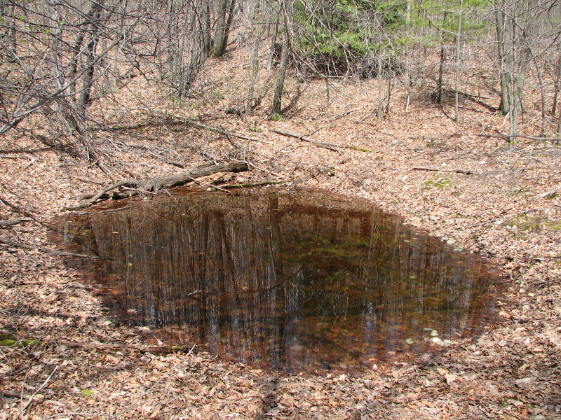 Unvegetated black leaf pool. Credit: Betsy Leppo